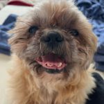 Shih Tzu Eddie, 04/2014, ca. 25 cm, 53340 Meckenheim