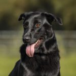 Schäferhund Mischling Edgar, 06/2021, ca. 65 cm