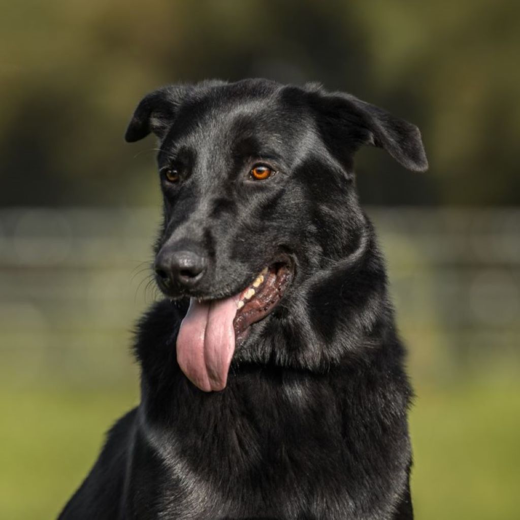 Schäferhund Mischling Edgar, 06/2021, ca. 65 cm