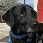 Mischling Elmo, 11/2022, ca. 55 cm