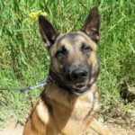 Malinois Mischling Elon, 04/2023, ca. 65 cm