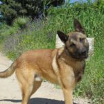 Malinois Mischling Elon, 04/2023, ca. 65 cm