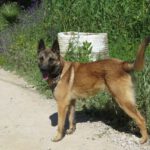 Malinois Mischling Elon, 04/2023, ca. 65 cm