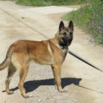 Malinois Mischling Elon, 04/2023, ca. 65 cm