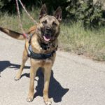 Malinois Mischling Elon, 04/2023, ca. 65 cm