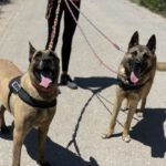 Malinois Mischling Elon, 04/2023, ca. 65 cm