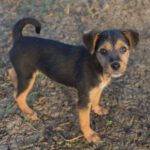 Yorkshire Terrier Mischling Estrella, 01/2024, Endgröße ca. 35 cm