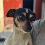 Bodeguero Faith, 05/2019, ca. 35-40 cm