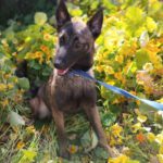 Malinois Mischling Faruk, 12/2023, Endgröße ca. 65 cm