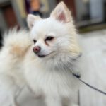 Pomeranian Finley, 11/2021, ca. 30 cm, 42857 Remscheid