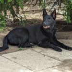 Schäferhund Mischling Fräulein Smilla, 10/2023, ca. 60-65 cm, 52399 Merzenich