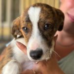 Mischling Frida, 02/2024, Endgröße ca. 45 cm