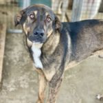 Mastin Mischling Gusy, 05/2023, ca. 70 cm