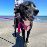 Mischling Herbert, 05/2021, ca. 67 cm