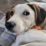 Bodeguero Hilly, 01/2024, Endgröße ca. 40 cm, 25358 Horst