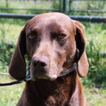 Deutsch Kurzhaar Hunter, 10/2021, ca. 65 cm