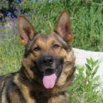 Deutscher Schäferhund Iker, 04/2023, ca. 68 cm