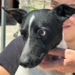 Bodeguero (-mischling?) Junior, 04/2022, ca. 40 cm