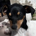 Bodeguero (-mischling?) Kian, 01/2024, Endgröße ca. 40 cm