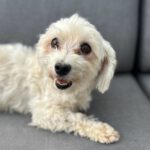 Malteser Kiwi, 04/2017, ca. 20 cm, 21224 Rosengarten