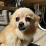 Zwergspitz Lidia, 05/2014, ca. 20 cm