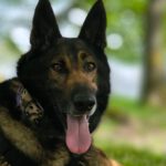 Schäferhund Lilo, 10/2018, ca. 65 cm,52385 Nideggen