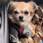 Chihuahua Loba, 09/2021, ca. 27 cm, 41472 Neuss