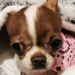 Chihuahua Lola, 09/2020, ca. 15 cm, 69257 Wiesenbach