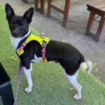 Chihuahua Mischling Lucas, 04/2020, ca. 35 cm,12557 Berlin