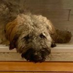 Labradoodle Maja, 10/2023, Endgröße ca. 45 cm, 61350 Bad Homburg