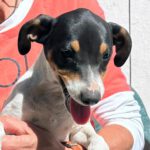 Bodeguero (-mischling?) Maly, 01/2024, Endgröße ca. 40 cm