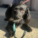 Mischling Marco, 05/2023 , ca. 40 cm