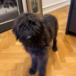 Labradoodle Marla, 12/2023, Endgröße ca. 50 cm, 61350 Bad Homburg