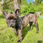 Französische Bulldogge Max, 12/2017, ca. 30 cm, 33175 Bad Lippspringe