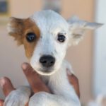 Bodeguero Mischling Merlin, 02/2024, Endgröße ca. 40 cm