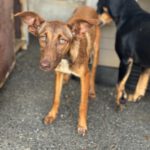 Podenco Molly, 06/2023, ca. 43 cm