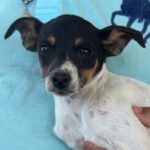 Bodeguero Mischling Monica, 02/2024, Endgröße ca. 40 cm