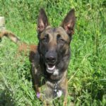 Malinois Mischling Milan, 10/2022, ca. 65 cm