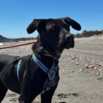 Labrador Mischling Nina, 06/2023, Endgröße ca. 55 cm