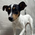 Bodeguero Pepelu, 09/2023, ca. 33 cm