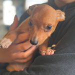 Podenco Maneto Mischling Piccolo, 02/2024, Endgröße ca. 35-40 cm