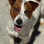 Jack Russel Terrier Pitu, 05/2023, ca. 30 cm