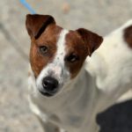 Jack Russel Terrier Pitu, 05/2023, ca. 30 cm