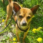 Mischling Rocky, 07/2023, ca. 25 cm, 24306 Plön