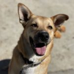 Schäferhund Mischling Rubita, 06/2022, ca. 65 cm