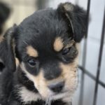 Mischling Sami, 03.2024, Endgröße ca. 25-30 cm