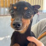 Pinscher Sancho, 01/2014, ca. 25 cm