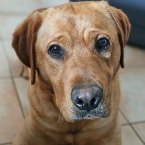 Redfox Labrador Sandy, 11/2021, ca. 55 cm, 61191 Rosbach vor der Höhe