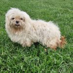 Malteser Scarlett, 07/2022, ca. 23 cm, 87634 Obergünzburg