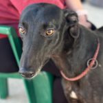 Galgo Sevillana, 05/2021, ca. 65 cm